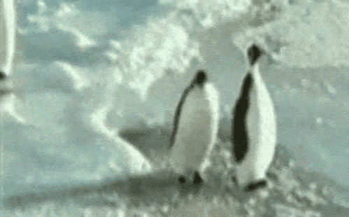 Penguin jumps in water