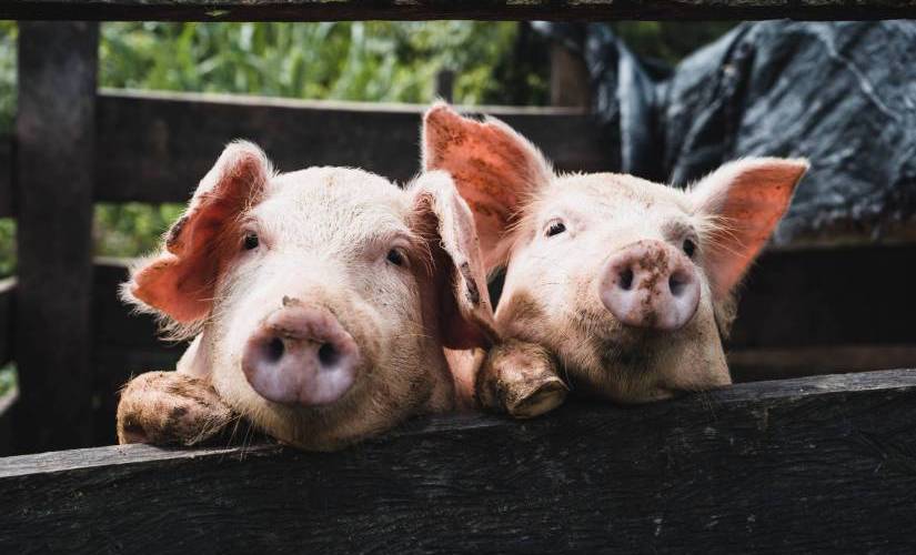 #CyberPig