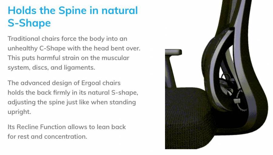 Ergoal Chair Spine Support