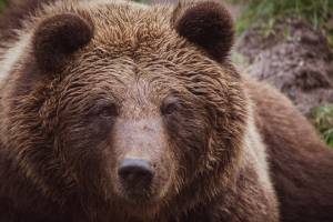 Bear Markets Bring Fortunes