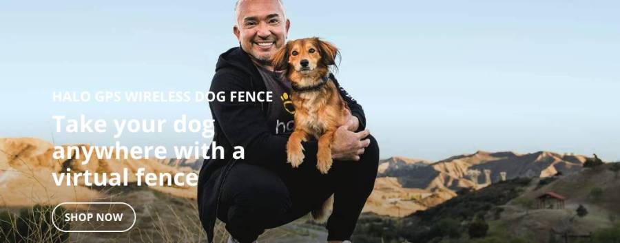 Halocollar virtual fence for your dog