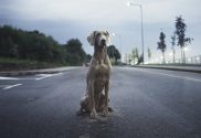 dog on road; pet transportation