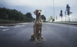 dog on road; pet transportation