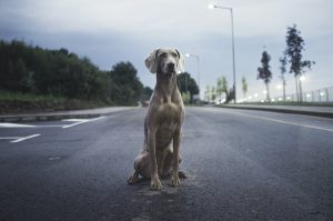dog on road; pet transportation