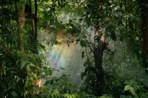 track forest biodiversity