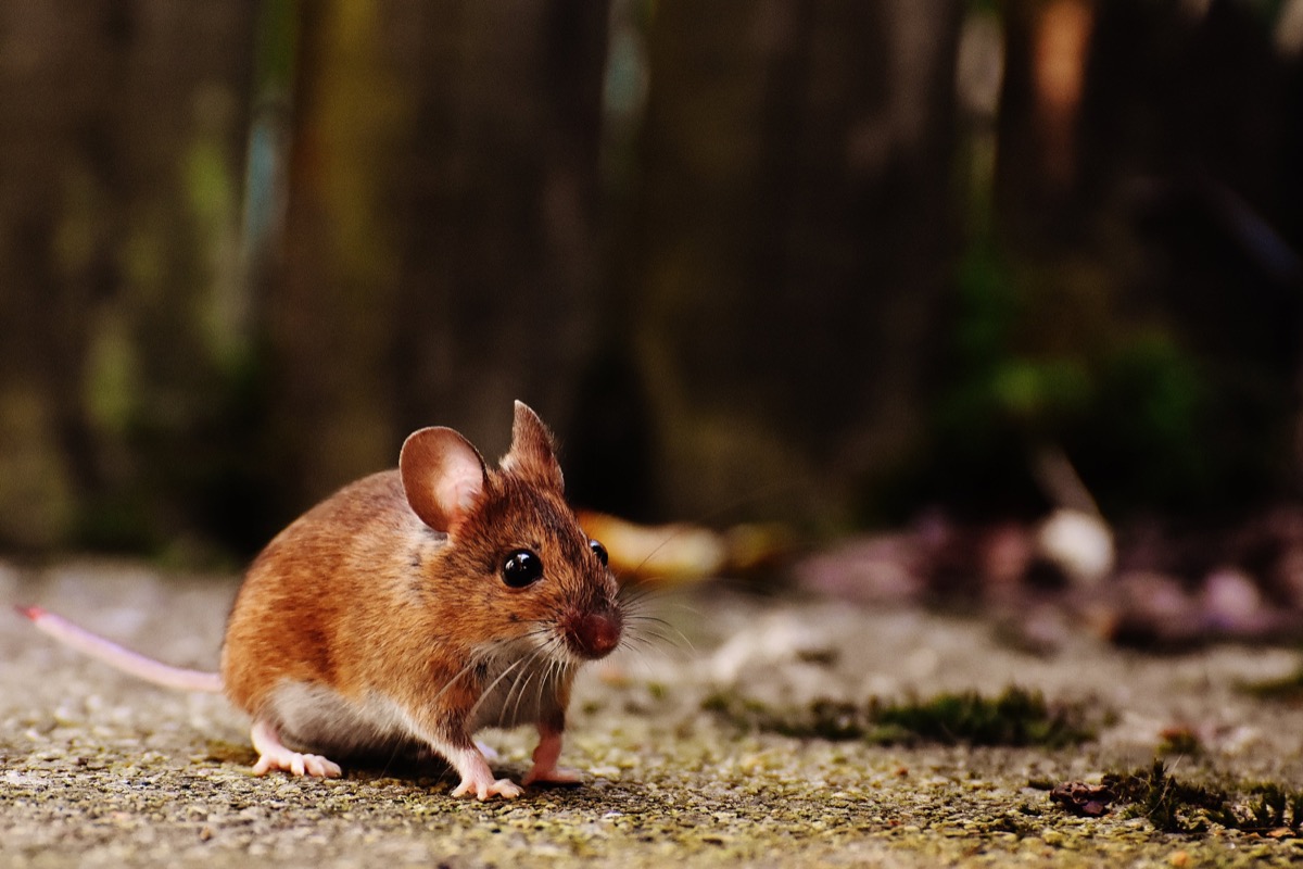 Scientists Invent VR Goggles For Mice For A Fully Immersive Experience