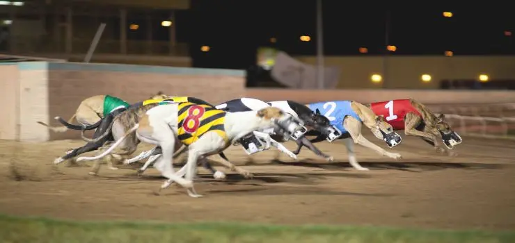 Parimutuel Betting on Greyhound Racing