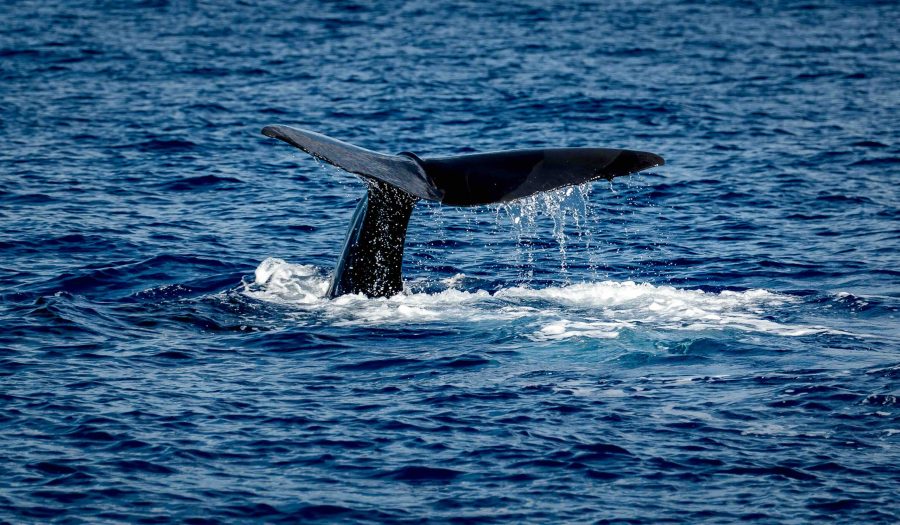 Machine learning helps to discover sperm whale ‘alphabet’