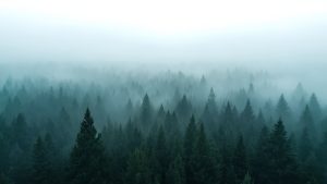 View of a forest with frost and gloom included.