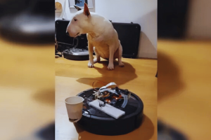 NASA software powers Raspberry Pi-driven Roomba that feeds a dog. Dog in front of modified Roomba robot.