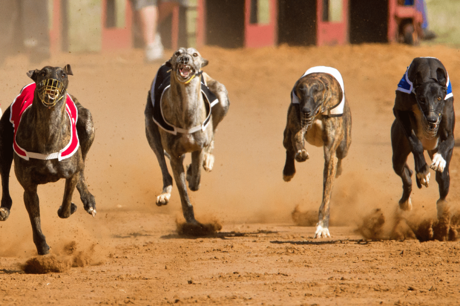 North Dakota House rejects bill targeting greyhound racing bet platforms. Greyhounds racing
