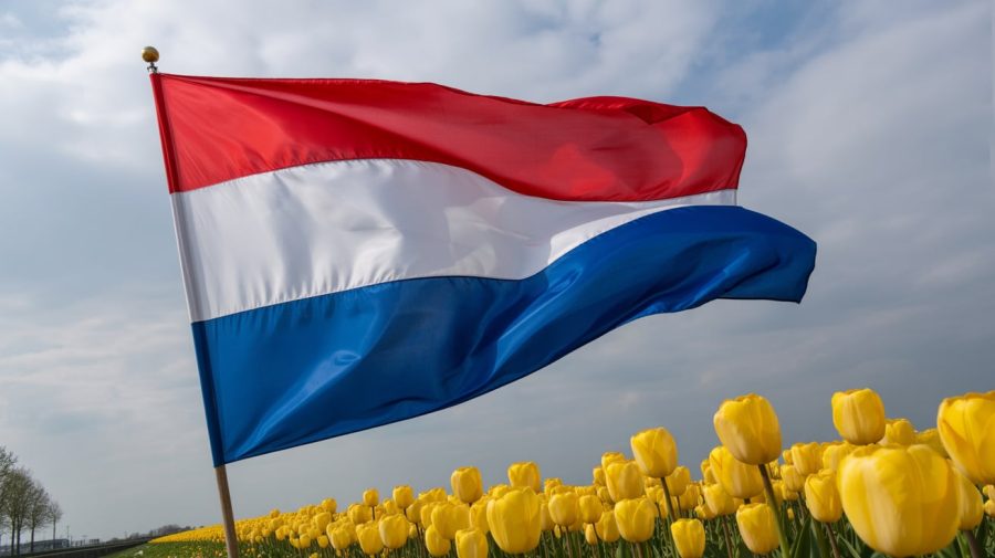 Dutch regulator crackdowns on Optdeck. A photograph of the vibrant "Netherlands" flag waving dramatically in a strong wind against a cloudy sky. The flag's red and white stripes ripple dynamically, with the blue section billowing outwards, showcasing its bold colors. Below the flag, a field of bright yellow tulips stretches towards the horizon, and the overcast sky creates a soft, diffused light over the entire scene. The image captures a sense of national pride and the beauty of the Dutch landscape.