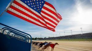 A photograph capturing the American flag waving proudly above a greyhound racetrack. The flag is vibrant and crisp, billowing in a gentle breeze against a clear blue sky. Below, a pack of sleek greyhounds are poised at the starting gate, their muscular bodies tense with anticipation. The racetrack itself is a well-maintained oval with a cheering crowd visible in the blurred background under the afternoon sun.