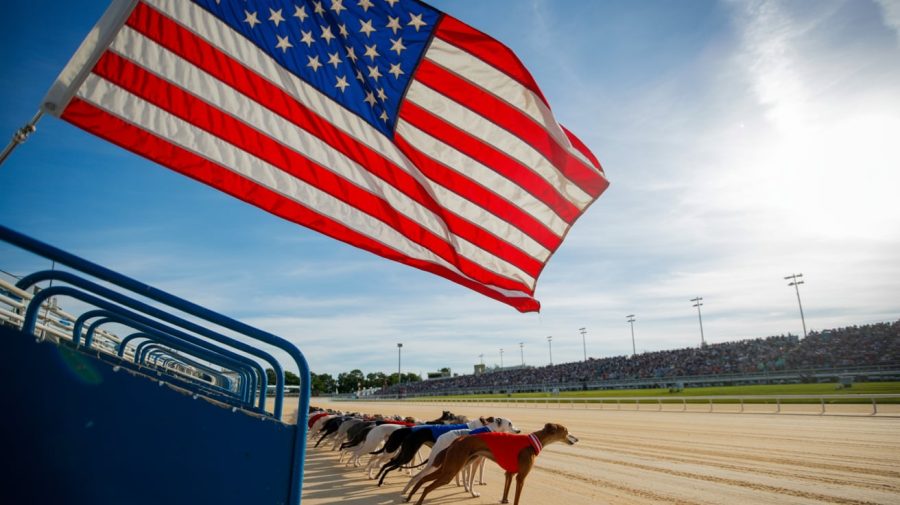 A photograph capturing the American flag waving proudly above a greyhound racetrack. The flag is vibrant and crisp, billowing in a gentle breeze against a clear blue sky. Below, a pack of sleek greyhounds are poised at the starting gate, their muscular bodies tense with anticipation. The racetrack itself is a well-maintained oval with a cheering crowd visible in the blurred background under the afternoon sun.