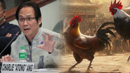 cockfighting murders