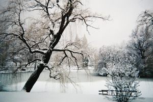 Central Park under snow, NYC, February 2010. Heavy snowfall, surrounding trees with snow on the branches.