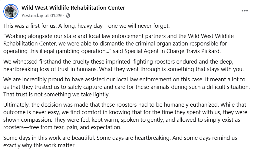 Captura de tela de uma postagem no Facebook do Wild West Wildlife Rehabilitation Center descrevendo a assistência às autoridades no desmantelamento de uma operação ilegal de jogos de briga de galos e no cuidado de galos resgatados.
