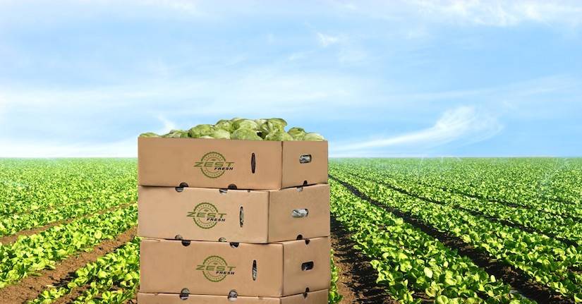 Zest-Lettuce-bins-in-field